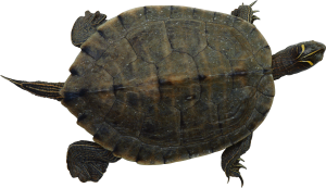 Turtle PNG-24719
